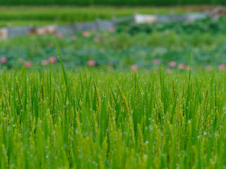 Lotus flowers blooming in the rice terraces of Asuka Villageの写真素材
