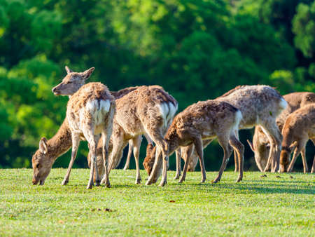 Deer in Nara Park Hikino in the early morningの写真素材