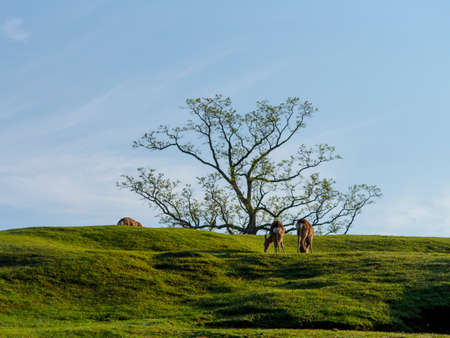 Deer in Nara Park Hikino in the early morningの写真素材