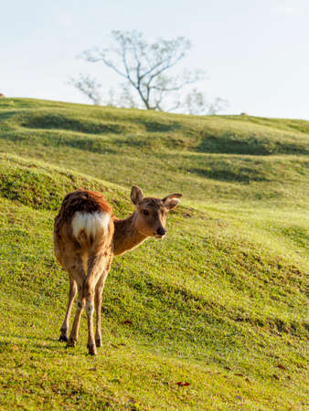 Deer in Nara Park Hikino in the early morningの写真素材