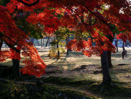 Autumn leaves and deer along the Yoshiki River in Nara Park