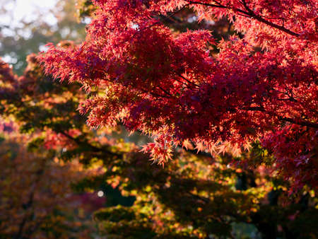 Autumn leaves along the Yoshiki River in Nara Park