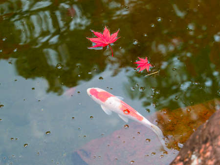 Autumn leaves and Nishikigoi that fell into a pond in the gardenの写真素材