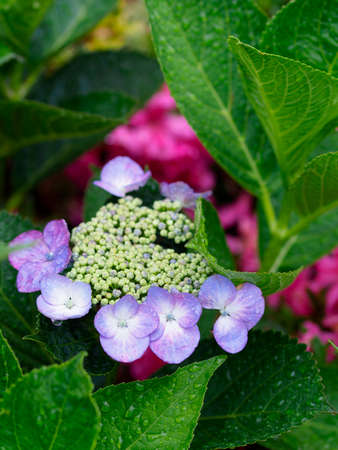 Hydrangea flowers wet in the rain