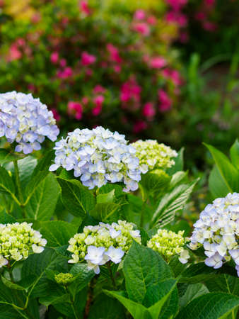 Hydrangea blooming in the flower bedの写真素材