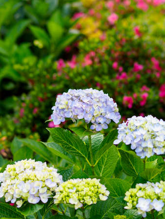 Hydrangea blooming in the flower bed