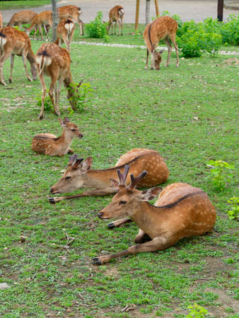 Deer in Nara Park Ukiun Gardenの写真素材