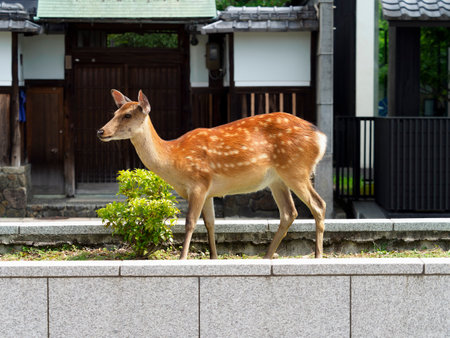 Deer eating grass in flowerbeds along the roadの写真素材