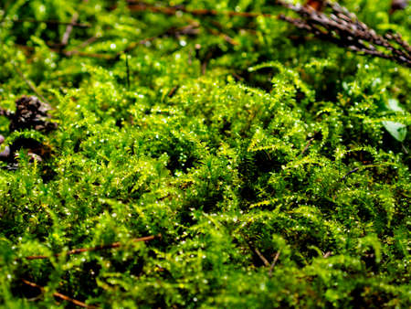 Moss growing in the precincts of the shrineの写真素材