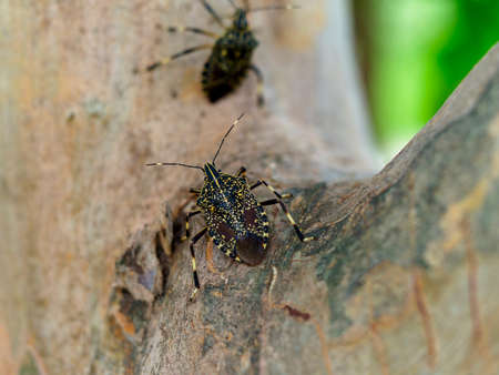 Whooping red tree and the wood-tailed beetle