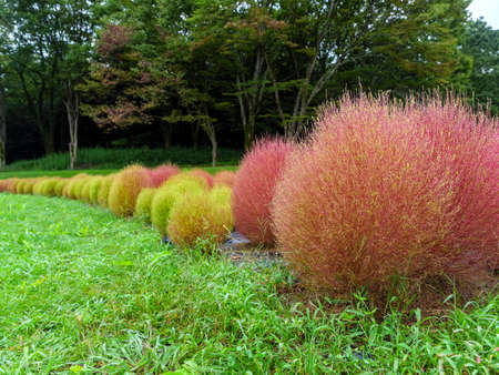 Kokia with autumn leaves in the parkの写真素材
