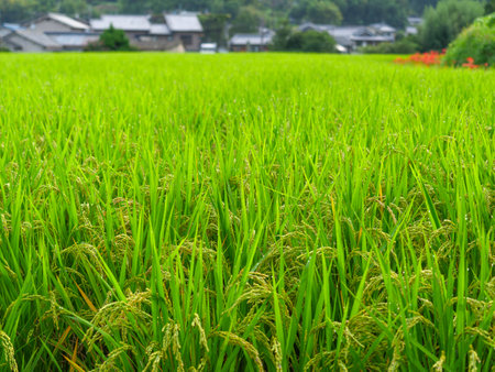 Rice ears of rice terraces with water dropletsの写真素材