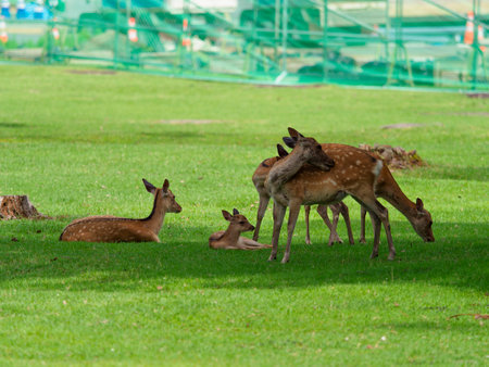 Deer relaxing on the lawn of Nara Parkの写真素材