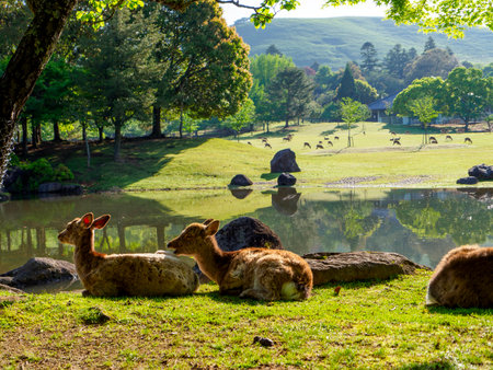 Scenery of the Sansha Commissioned Pond in Nara Park Kasuganoen Gardenの写真素材