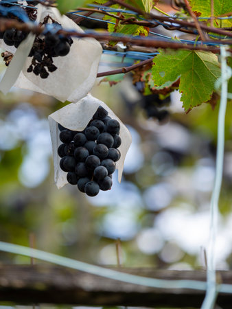 Autumn vineyards with vineyards