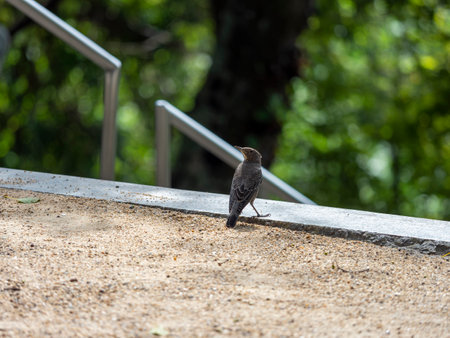 Chickadee perched on the stairsの写真素材