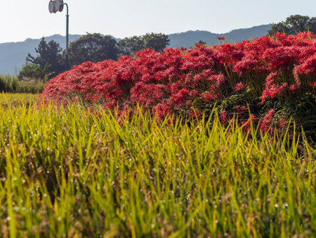Hekishi flowers blooming in the rice terraces of the One Word Lord Shrineの写真素材