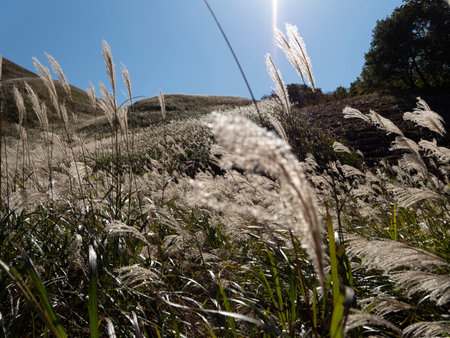 Pampas grass on the Soni Highlands shining in the morning sunの写真素材