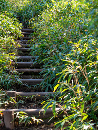 A mountain trail through the bamboo bushesの写真素材