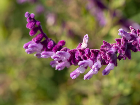 Mexican sage blooming in the botanical gardenの写真素材