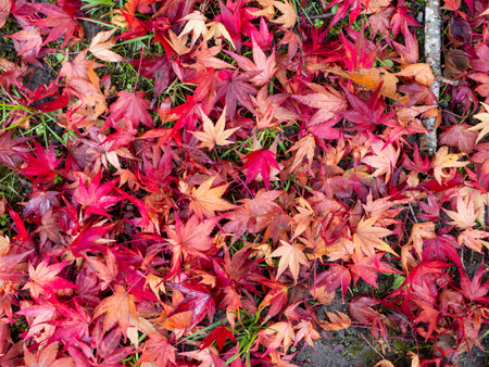 Falling leaves of bright autumn leaves