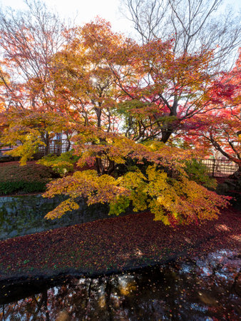 Scenery along the Yoshiki River in Nara Park with beautiful autumn leavesの写真素材