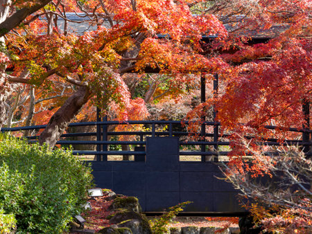 Scenery along the Yoshiki River in Nara Park with beautiful autumn leavesの写真素材