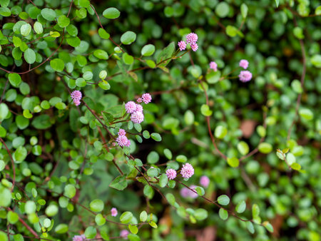 Flowers and plants covering the wallの写真素材