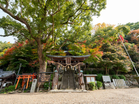Scenery of the torii gate and autumn leaves of the shrineの写真素材