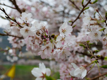 Cherry blossoms blooming on the mountain of Mt. Shigiの写真素材