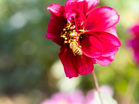 Up of dahlia flowers and beesの写真素材