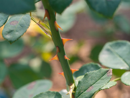 Thorns growing on rose stems