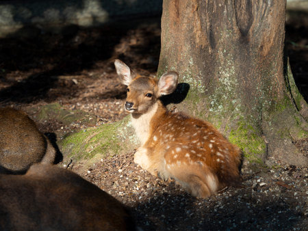 Fawn in Nara Park relaxing at the base of a treeの写真素材