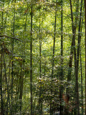 Bamboo forest landscape with fresh greenery