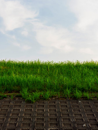 Embankment covered with fresh greenery and blue sky