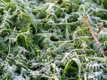 Frosty and frosty riverbed plantsの写真素材