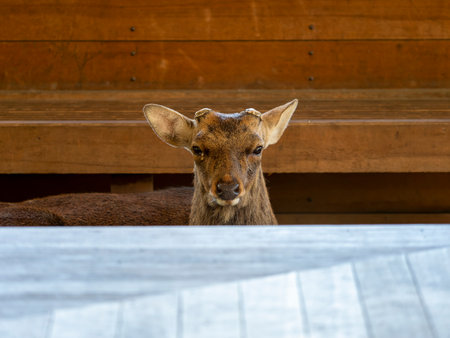 Deer in Nara Park resting in the pavilionの写真素材