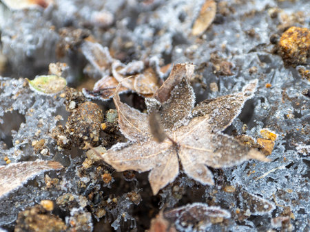 Nara Park in winter with fallen autumn leaves and frost pillarsの写真素材