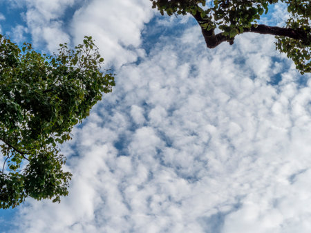 Blue sky with white clouds and green treesの写真素材