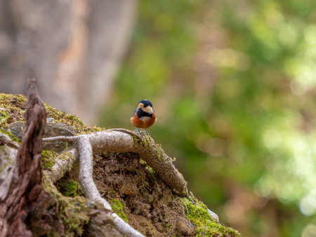 Porridge looking for food in the groundの写真素材