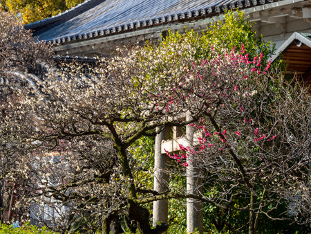 Shrine torii gate and plum blossomsの写真素材