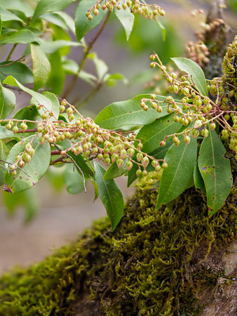 Asebi buds blooming in Nara Park