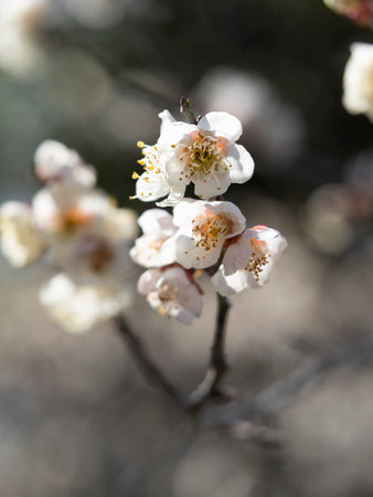 White plum blossoms blooming in the shrine groundsの写真素材