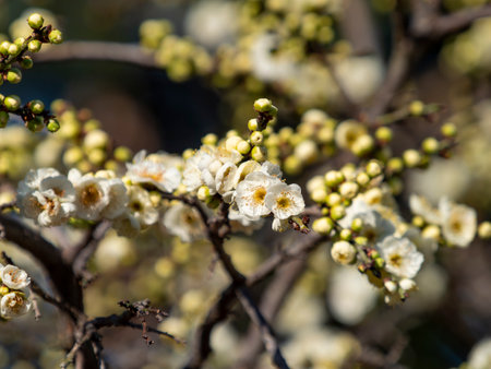 Beautiful plum blossoms blooming in the plum groveの写真素材