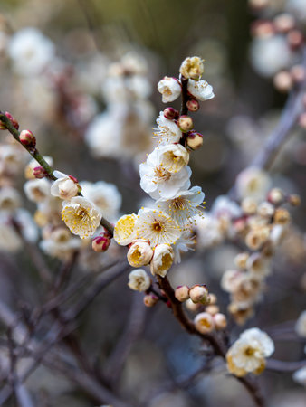 White plum blossoms blooming in a plum gardenの写真素材