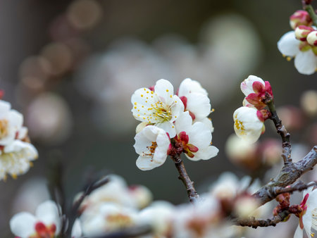 White plum blossoms blooming at a shrineの写真素材