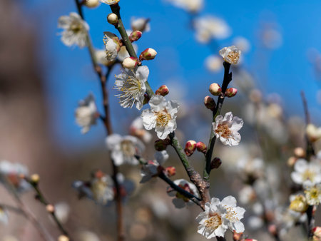 White plum blossoms blooming at a shrineの写真素材