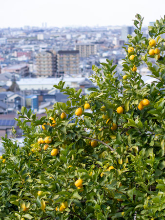 <p>Landscape of orchards and cities on mountain slopes</p>の写真素材