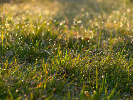 Landscape of grass with morning dew shiningの写真素材