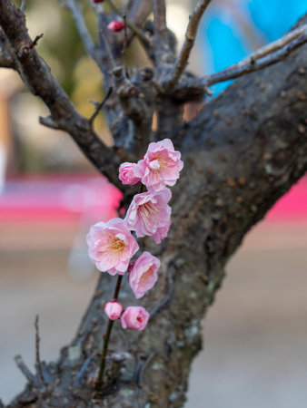 Beautiful plum blossoms in pink colorの写真素材